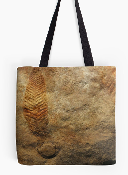 Fossil feather
