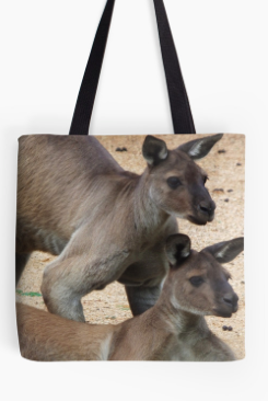 Kangaroos