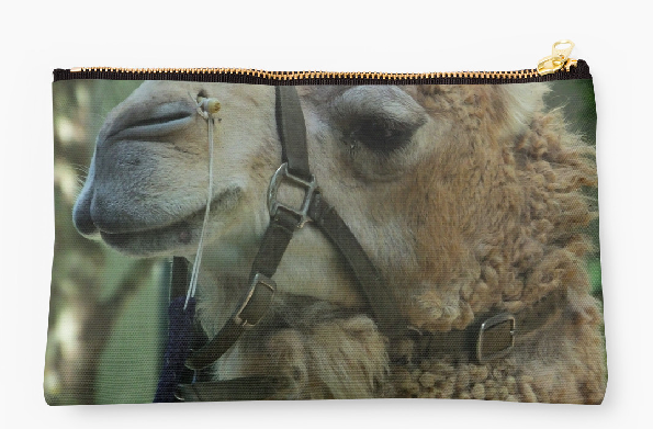Camel